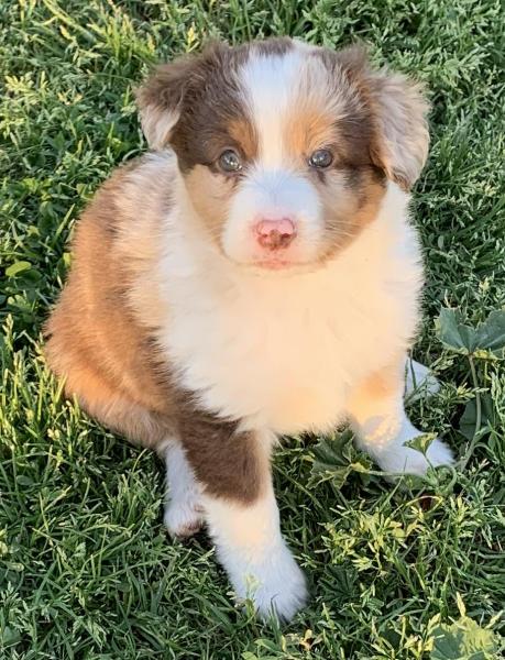 almost 7 weeks old