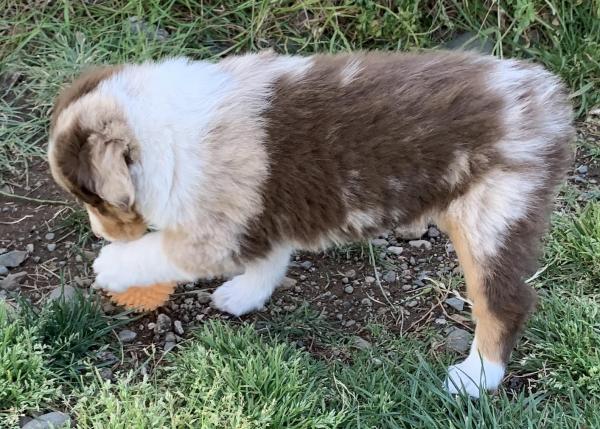 almost 7 weeks old