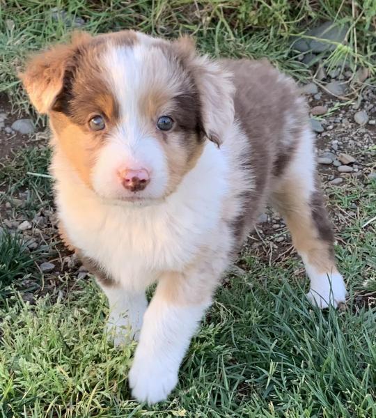 almost 7 weeks old