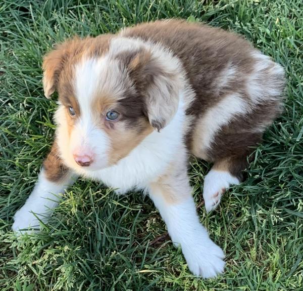 almost 7 weeks old