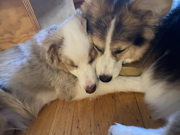 Pinto