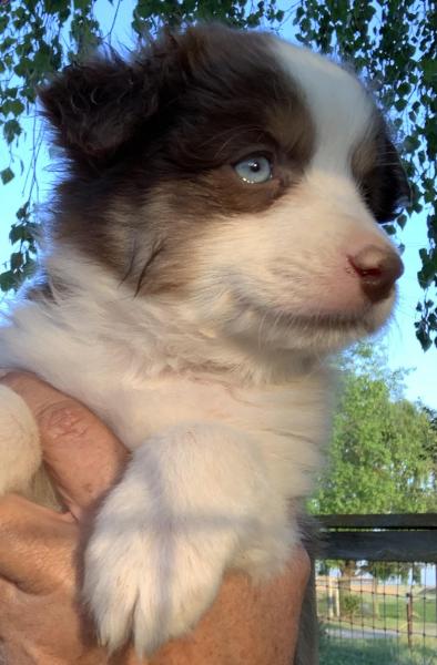 Roxie
