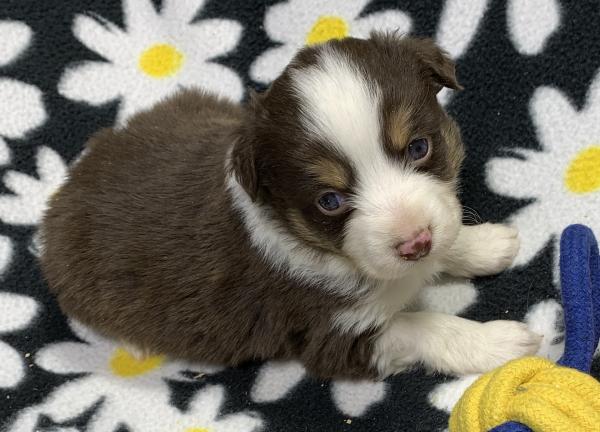 Toby