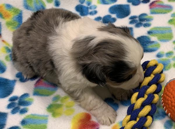 4 weeks old