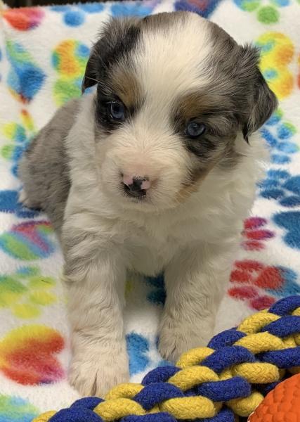 4 weeks old
