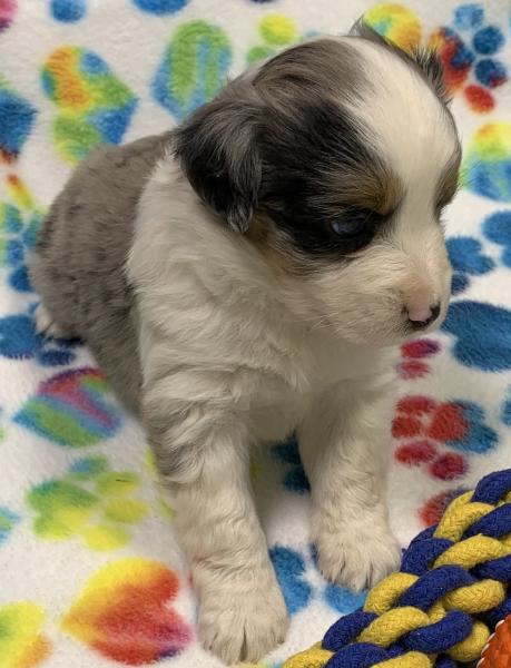 4 weeks old