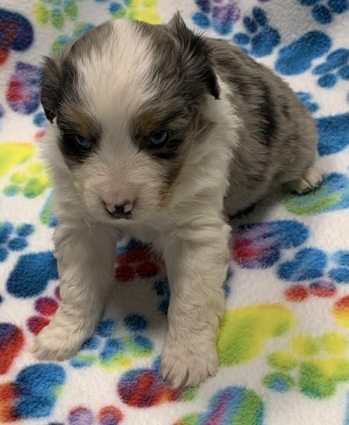 4 weeks old