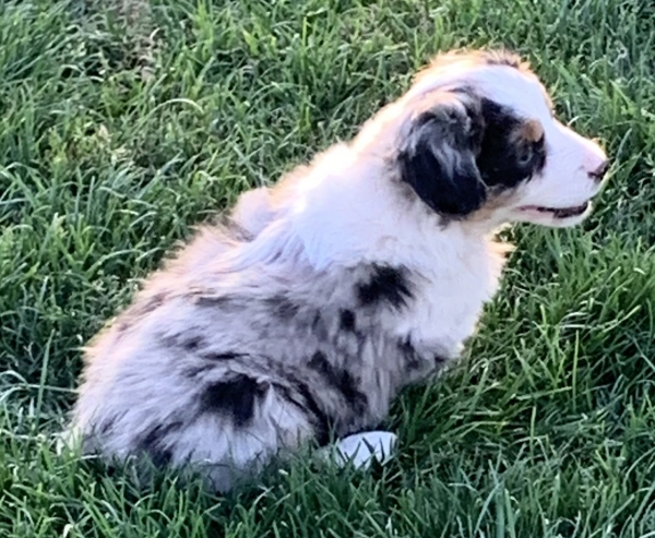 7+ weeks old