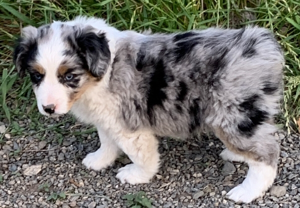 7+ weeks old