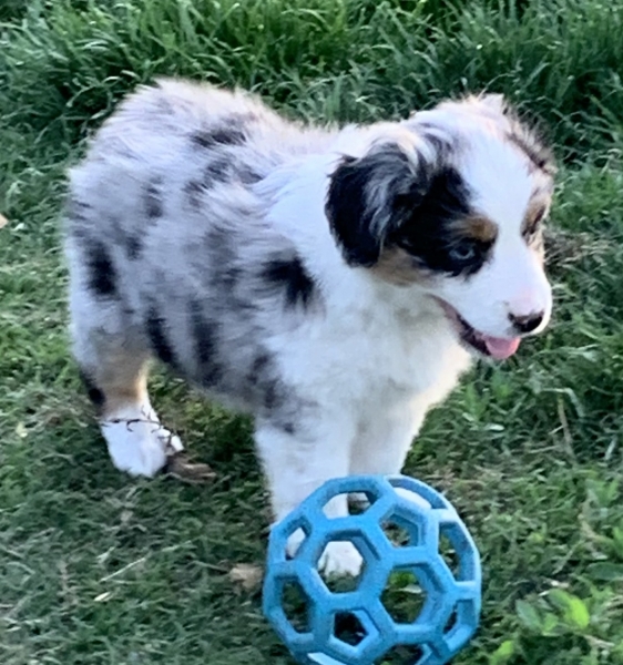 7+ weeks old