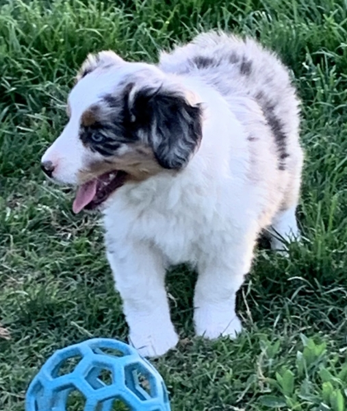 7+ weeks old