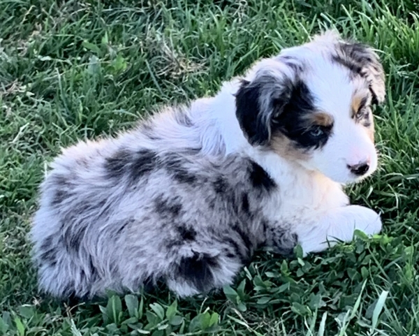 7+ weeks old