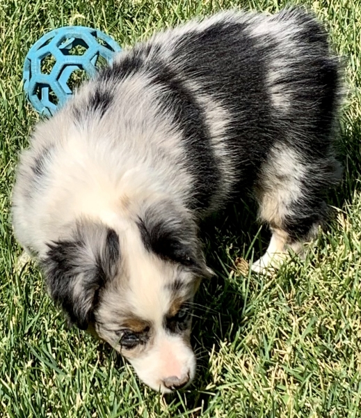 Ellie
