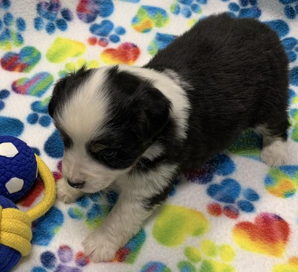 4 weeks old