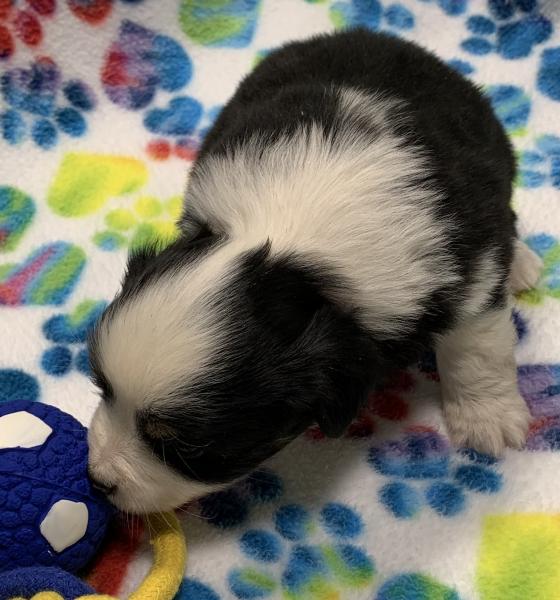 4 weeks old