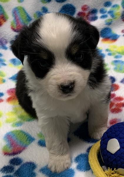 4 weeks old