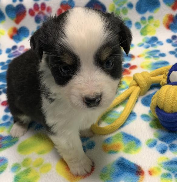 4 weeks old