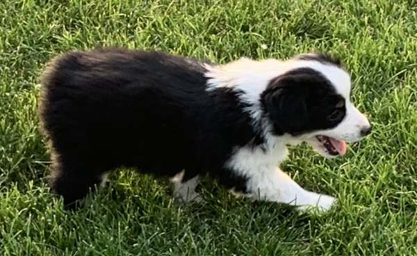 7+ weeks old