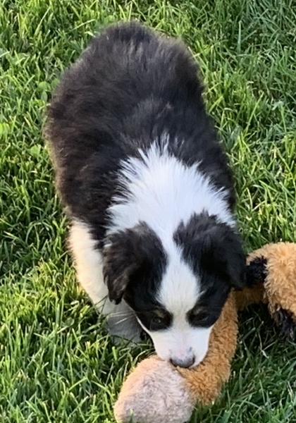 7+ weeks old