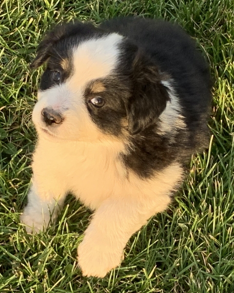 7+ weeks old