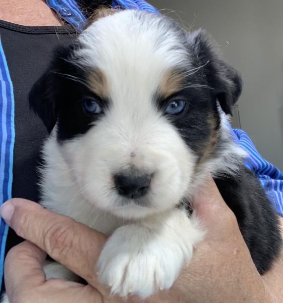 Dude