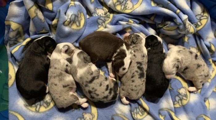 Opal × Blue litter
