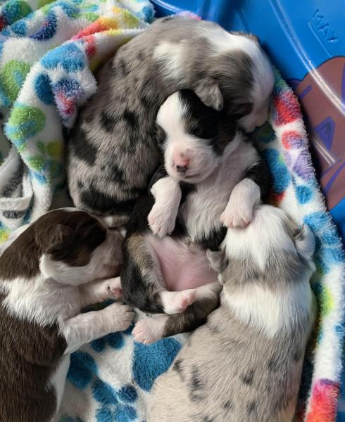 Opal × Blue litter