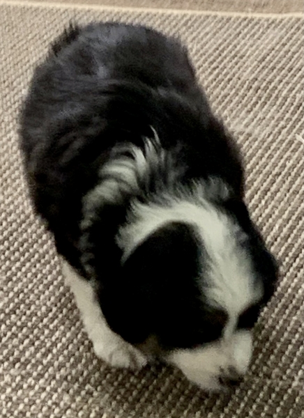 Bailey
