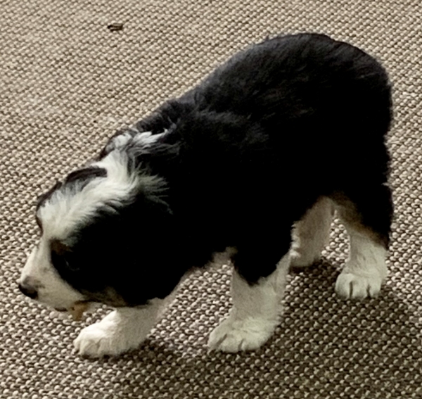 Bailey