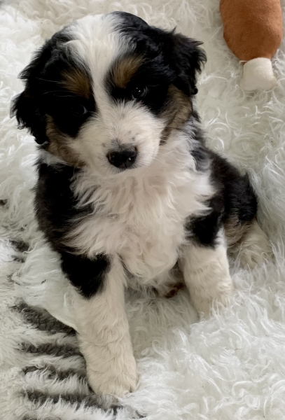 Bailey