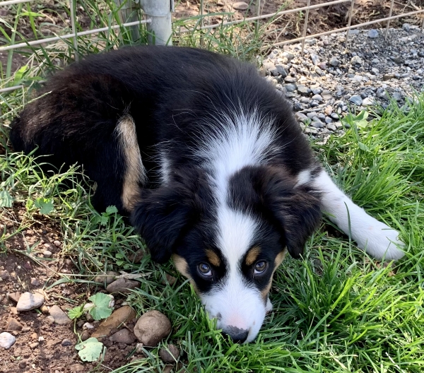 Lucy