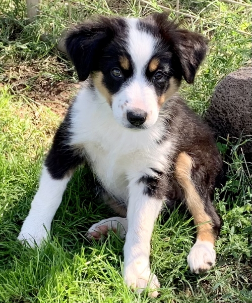 Lucy