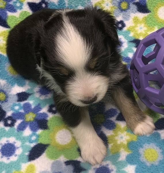 Maverick