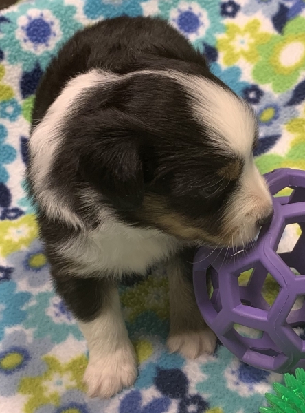 Maverick