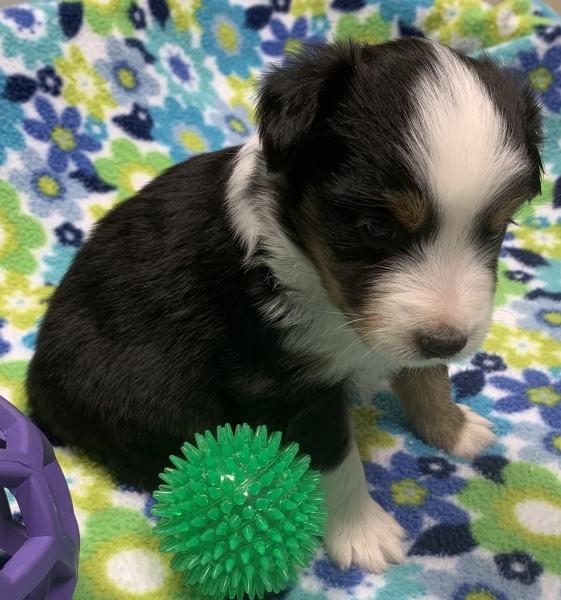 Maverick