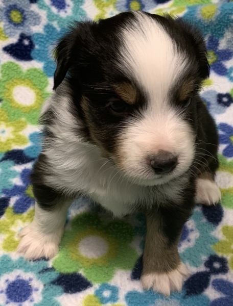 Maverick