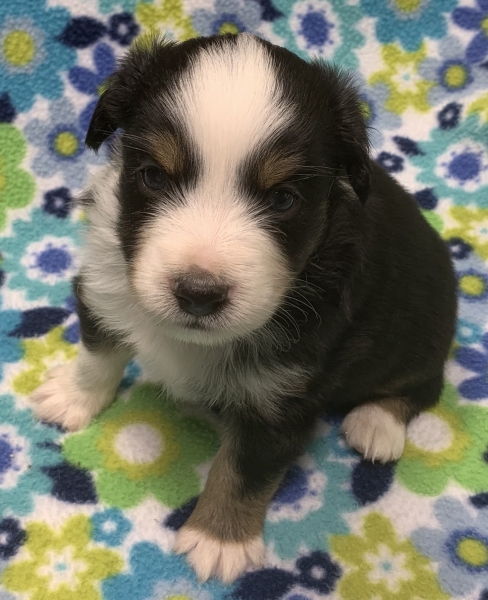 Maverick