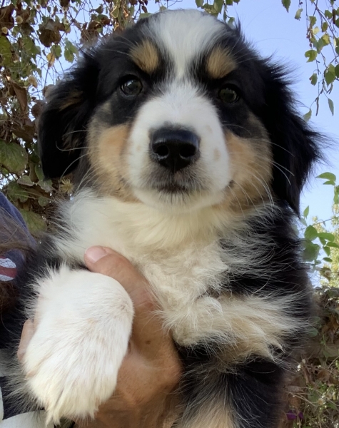 Maverick