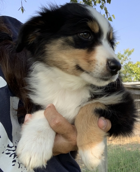 Maverick