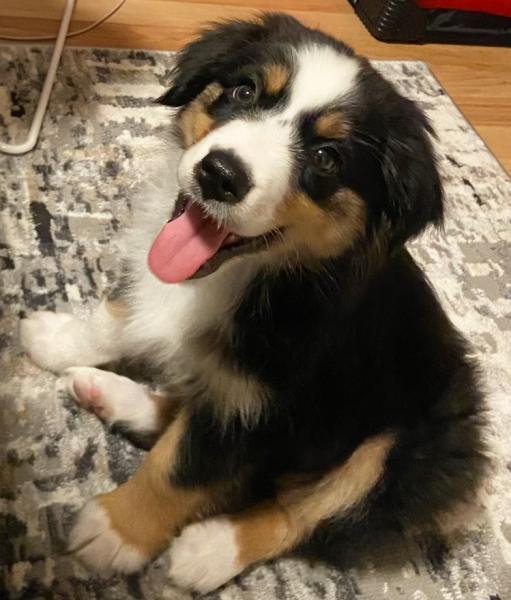 Maverick