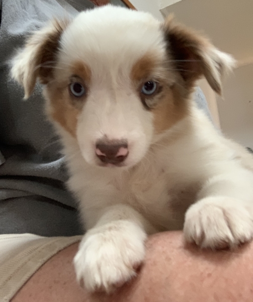 Bindi