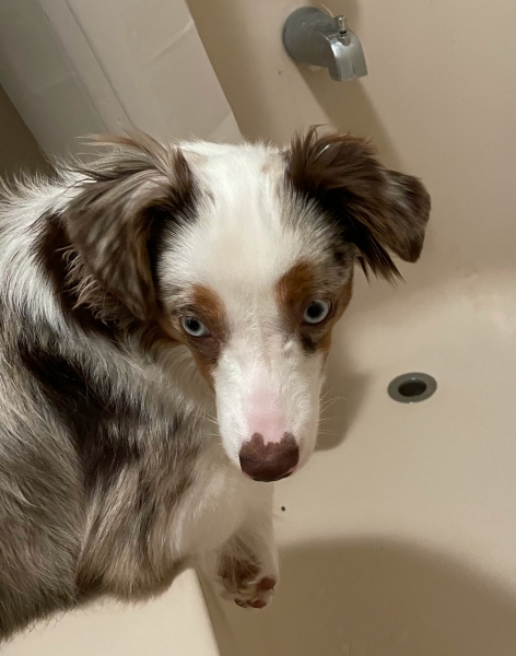 Bindi