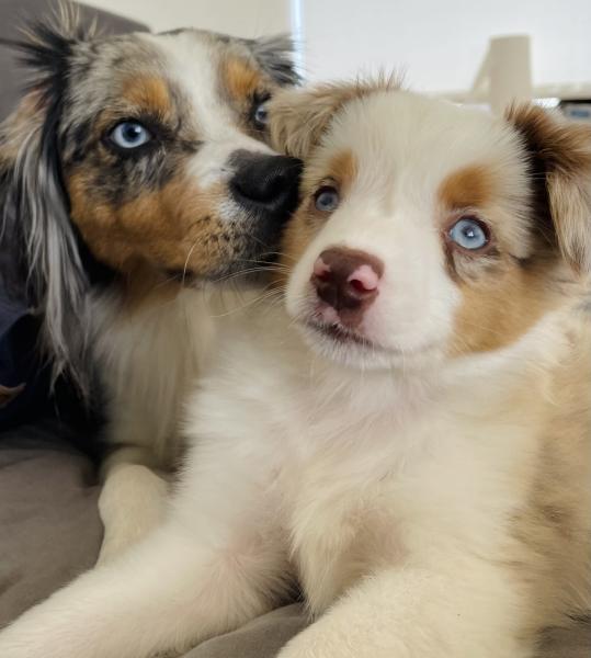 Bindi