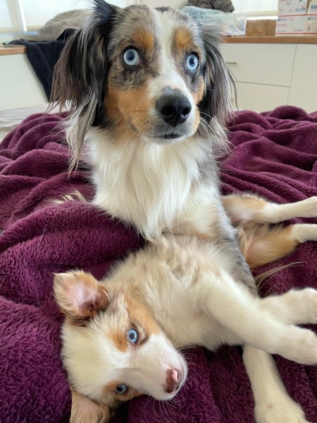 Bindi