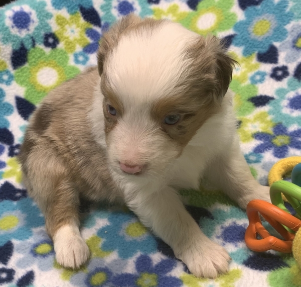 4 weeks old