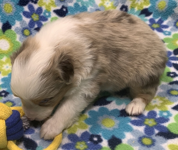 4 weeks old