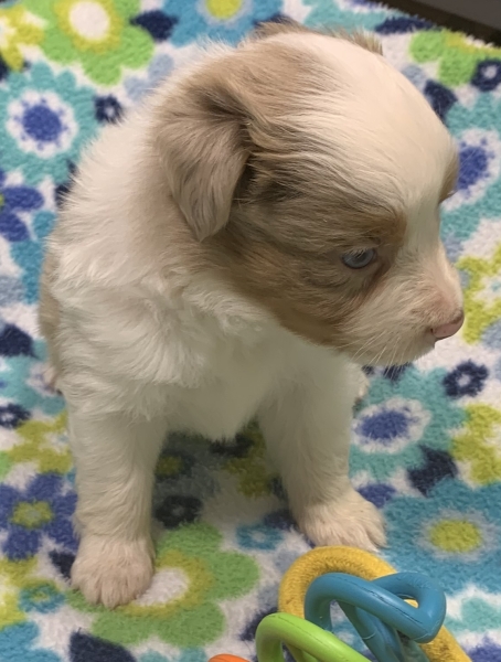 4 weeks old