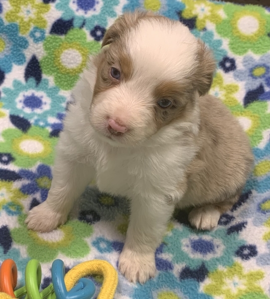 4 weeks old