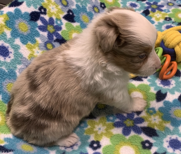 4 weeks old