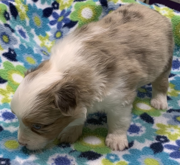 4 weeks old